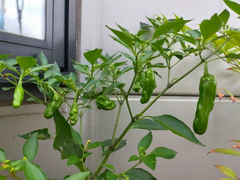 240628 実り (1) 240628 実り (1)