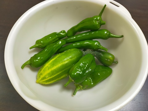 240629 収穫 (1) 240629 収穫 (1)