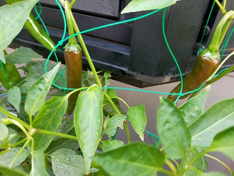 240724 野菜 (3) 240724 野菜 (3)