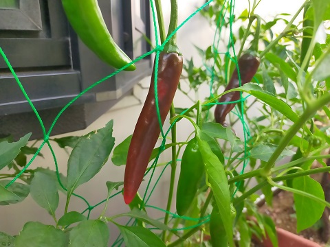 240726 唐がらし (2) 240726 唐がらし (2)