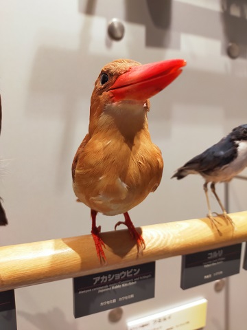 240903 北海道4日目 (36) 240903 北海道4日目 (36)