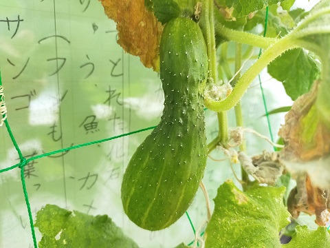 240915 野菜 (1) 240915 野菜 (1)