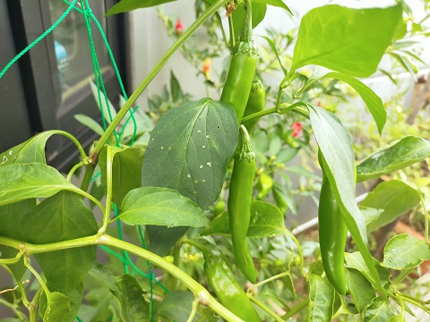 240915 野菜 (1) 240915 野菜 (1)