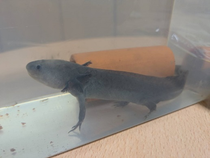 250527 ウパ 250527 ウパ