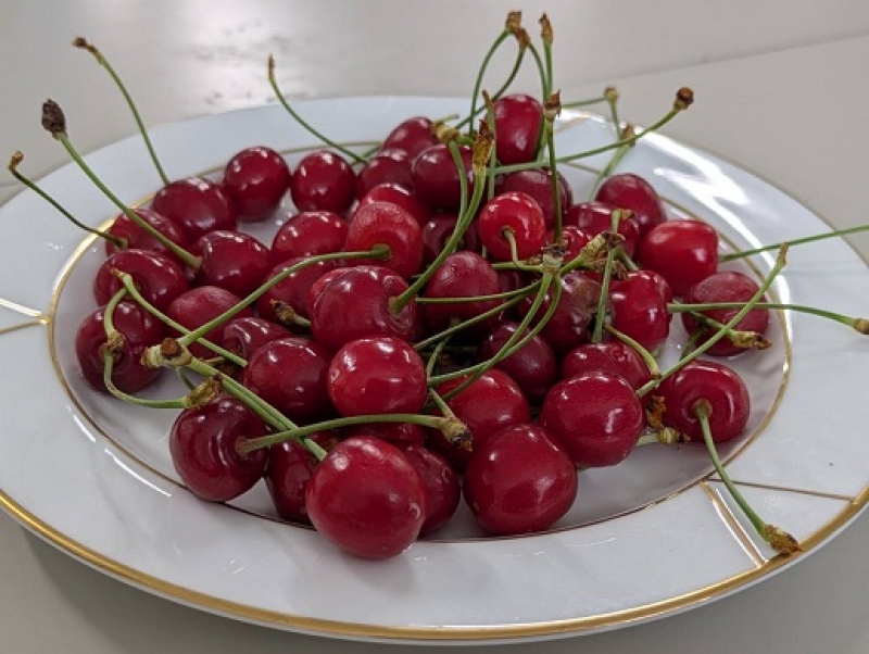 250531 山形県母親大会 (6) 250531 山形県母親大会 (6)