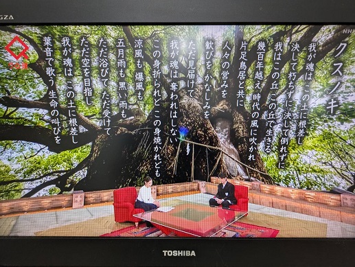 250806　クスノキ (1)