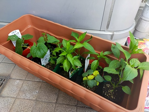 240414 プランター・本 (1) 240414 プランター・本 (1)