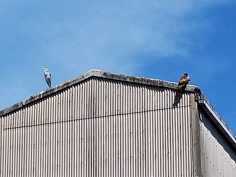 240525 島カフェ・散歩 (2) 240525 島カフェ・散歩 (2)