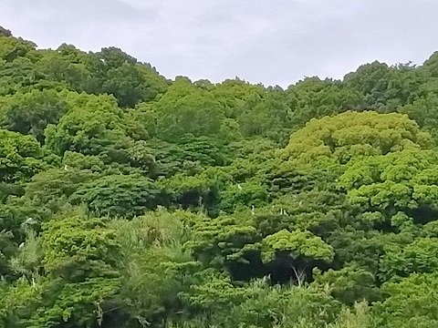 240530 妹新参 (1) 240530 妹新参 (1)