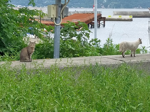 240530 妹新参 (1) 240530 妹新参 (1)