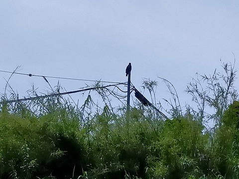 240611 島 (12) 240611 島 (12)