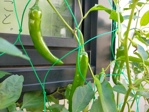 240708 プランター野菜 (1) 240708 プランター野菜 (1)