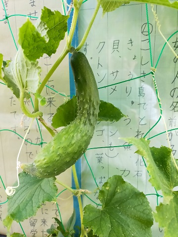 240708 プランター野菜 (1) 240708 プランター野菜 (1)