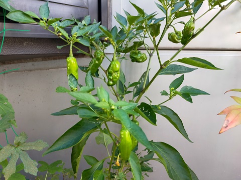 240708 プランター野菜 (1) 240708 プランター野菜 (1)