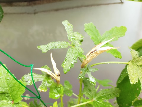 240731 プランター野菜 (2) 240731 プランター野菜 (2)