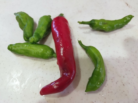 240731 プランター野菜 (3) 240731 プランター野菜 (3)