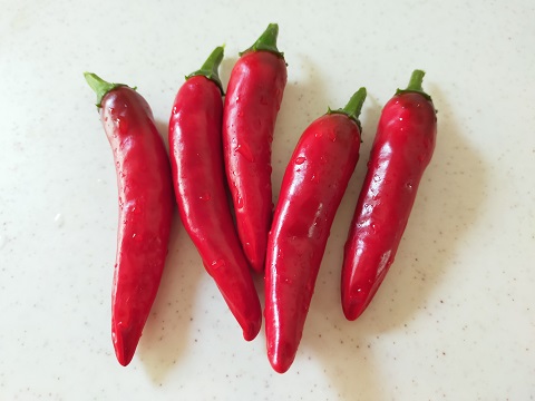 240828 唐がらし 240828 唐がらし