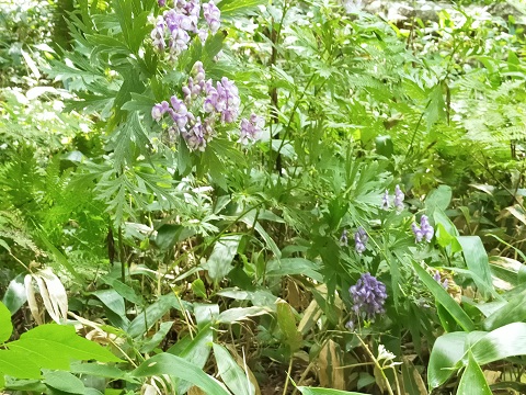 240902 北海道3日目 (11) 240902 北海道3日目 (11)