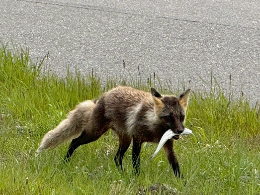 250608　北の大地から (1)