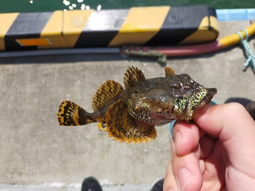 250608　北の大地から (1)