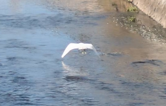 250613 白鷺 (3) 250613 白鷺 (3)