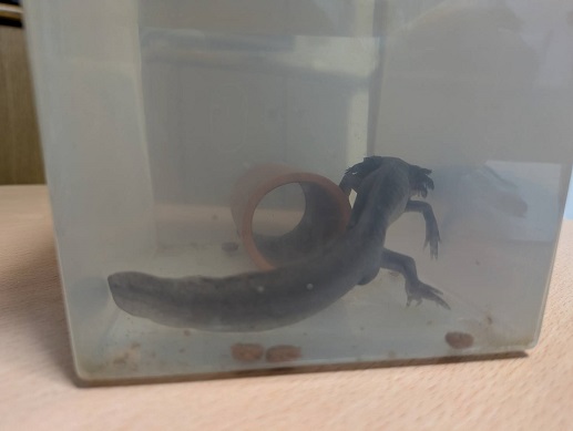 250804　ウパ・本 (1)