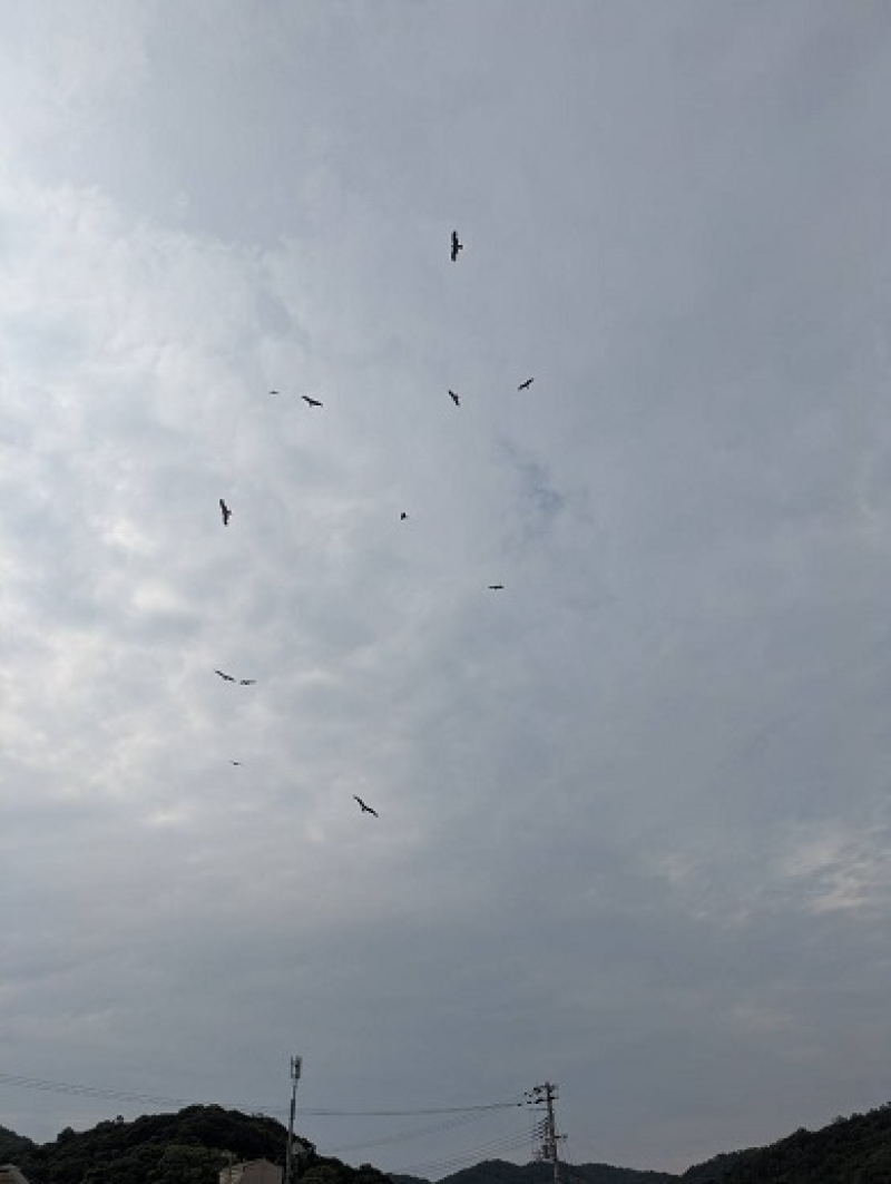 250612 島脱出 (3) 250612 島脱出 (3)